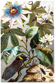 Laminated Vintage Victorian Illustration of Cicada Plant Room Decor Aesthetic Plant Art Prints Large Botanical Poster Nature Wall Art Decor Boho Pictures Decor Insect Art Poster Dry Erase Sign 24x36