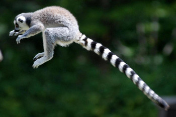 Ring Tailed Lemur Jumping Mid Air Photo Primate Poster Monkey Decor Monkey Paintings For Wall Monkey Pictures For Bathroom Monkey Decor Nature Wildlife Art Print Laminated Dry Erase Wall Poster 36x24