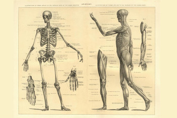 Laminated Human Anatomy Skeleton and Muscles of the Body Educational Chart Poster Dry Erase Wall Art 36x24
