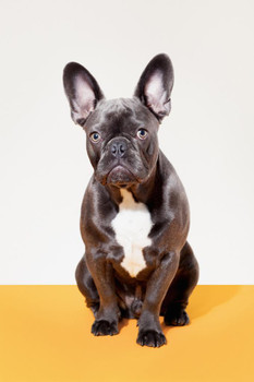 Laminated Portrait of French Bulldog Sitting Puppy Posters For Wall Funny Dog Wall Art Dog Wall Decor Puppy Posters For Kids Bedroom Animal Wall Poster Cute Animal Posters Poster Dry Erase Wall Art 24x36