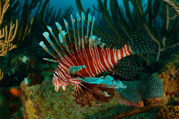 Laminated Lionfish Swimming in the Caribbean Sea Photo Cool Fish Poster Aquatic Wall Decor Fish Pictures Wall Art Underwater Picture of Fish for Wall Wildlife Reef Poster Poster Dry Erase Sign 36x24