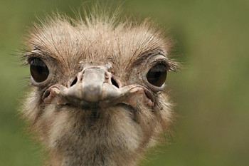 Laminated Ostrich Portrait Close Up Photo Large Bird Pictures Wall Decor Beautiful Art Wall Decor Feather Prints Wall Art Nature Africa Wildlife Animal Bird Prints Poster Dry Erase Sign 36x24