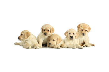 Laminated Five Cute Labrador Retriever Puppies on White Photo Art Print Poster Dry Erase Sign 36x24