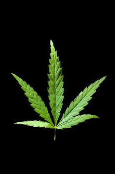 Laminated Marijuana Cannabis Weed 420 Leaf Photo Art Print Poster Dry Erase Sign 24x36