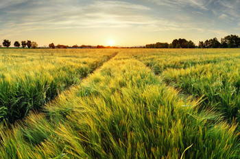 Laminated Springtime Rural Farm Landscape With Wheat Field At Sunset Poster Dry Erase Sign 36x24