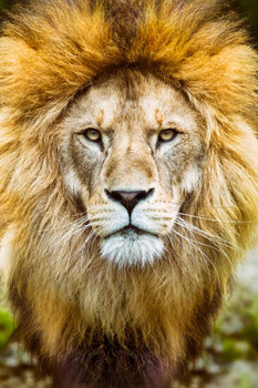 Laminated African Lion Head Shot Male Lion Mane Lion Posters For Wall Lion Pictures  Picture Of Lions African Travel Poster Safari Picture Lions Home Decor Pride Poster Dry Erase Wall Art 24x36