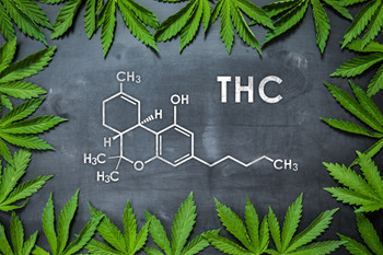 THC Marijuana Molecule Science Leaf Chalkboard Chemistry Weed Cannabis Room Dope Gifts Guys Propaganda Smoking Stoner Reefer Stoned Sign Buds Pothead Dorm Walls Cool Wall Decor Art Print Poster 12x18