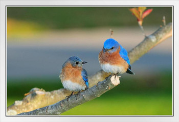 Eastern Bluebird Pair Perched on Branch Photo Bluebird Pictures Bluebird Decor Blue Bird Prints Bird Pictures Feather Prints Wall Art Nature Bird Print White Wood Framed Art Poster 20x14