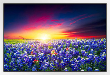 Spring Sunrise Bluebonnets Texas Hill Country Photo Photograph White Wood Framed Poster 20x14