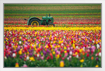 Vintage Green Tractor Colorful Tulip Field Photo Photograph White Wood Framed Poster 20x14