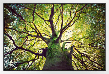 Tree Hugging Sunlight Through Branches of Tree Photo Photograph White Wood Framed Poster 20x14