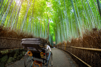 Tourist in a Rickshaw at Bamboo Forest Arashiyama Photo Photograph Cool Wall Decor Art Print Poster 18x12
