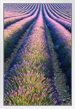 Lavender Field in Full Bloom Provence France Photo Photograph White Wood Framed Poster 14x20