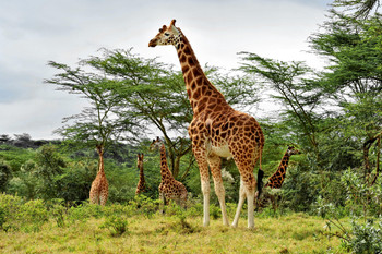 Tall Giraffe Grazing in the Wild Giraffe Wall Art Giraffe Pictures for Wall Giraffe Decor Giraffe Standing Safari Wall Pictures Cute Prints for Wall Cool Wall Decor Art Print Poster 18x12