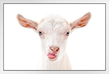 Cute Goat Face Tongue Sticking Out Funny Farm Animal Closeup Portrait Photo Silhouette Nature White Fur White Wood Framed Art Poster 14x20