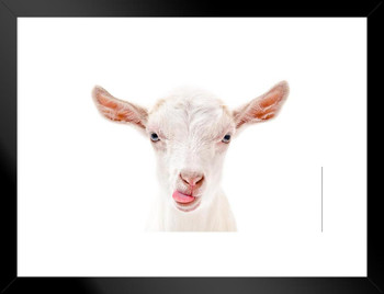 Cute Goat Face Tongue Sticking Out Funny Farm Animal Closeup Portrait Photo Silhouette Nature White Fur Matted Framed Art Wall Decor 20x26