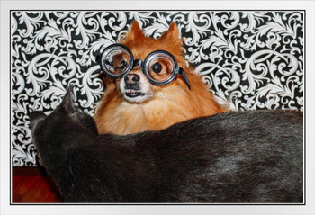 Funny Pomeranian Dog Wearing Glasses with Cat Photo Photograph White Wood Framed Poster 20x14