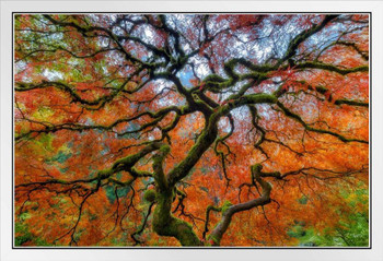 Branching Out in Autumn Portland Japanese Garden Photo Photograph White Wood Framed Poster 20x14