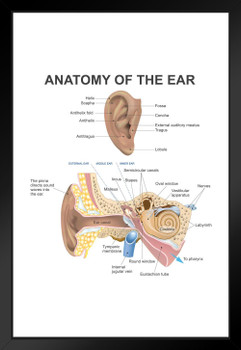 Anatomy Of The Human Ear Diagram Chart Black Wood Framed Art Poster 14x20