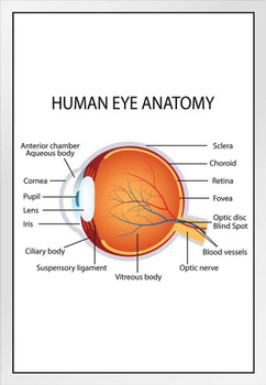 Human Eye Anatomy Classroom Diagram Educational Chart White Wood Framed Poster 14x20