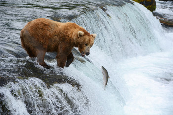 A Brown Bear Hunting for Salmon Photo Photograph Big Bear Poster Large Bear Picture of a Bear Posters for Wall Bear Print Wall Art Bear Pictures Wall Decor Cool Wall Decor Art Print Poster 18x12