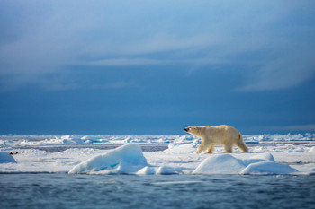 Polar Steps Polar Bear in the Wild Photo White Polar Big Bear Poster Large Bear Picture of a Bear Posters for Wall Bear Print Wall Art Bear Pictures Wall Decor Cool Wall Decor Art Print Poster 18x12