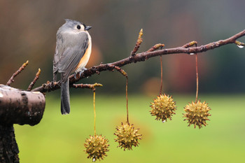 Tufted Titmouse Resting on Sycamore Branch Photo Bird Pictures Wall Decor Beautiful Art Wall Decor Feather Prints Wall Art Nature Wildlife Animal Bird Prints Cool Wall Decor Art Print Poster 18x12