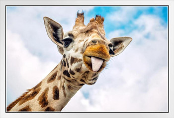 Giraffe Tongue Sticking Out Close Up of Face Looking Into Camera Safari Wildlife Animal Funny Cute Nursery Bedroom Colorful White Wood Framed Poster 14x20
