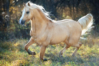 Laminated Tan Horse Running Girls Bedroom Decor Cute Animal Western Country Poster Dry Erase Wall Art 24x36