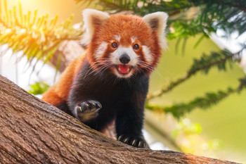 Red Panda Cute Adorable Sun Nature Animal Animal Kids Room Baby Nursery Asia Bear Poster Bear Picture Bear Posters for Wall Bear Print Wall Art Bear Pictures Cool Wall Decor Art Print Poster 12x18