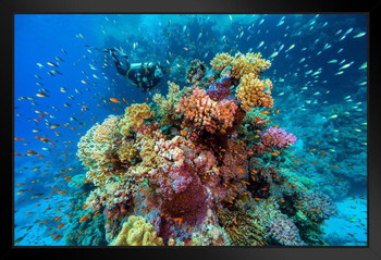 Extreme Underwater Seascape Photo Photograph Cool Fish Poster Aquatic Wall Decor Fish Pictures Wall Art Underwater Picture of Fish for Wall Wildlife Reef Poster Stand or Hang Wood Frame Display 9x13