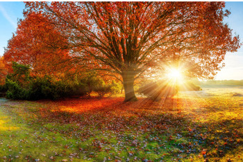 Forest Tree Leaves Falling Autumn Sunset Cool Wall Art Print Poster 12x18