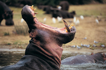 Hippopotamus with Mouth Open Queen Elizabeth Park Photo Photograph Cool Wall Decor Art Print Poster 18x12