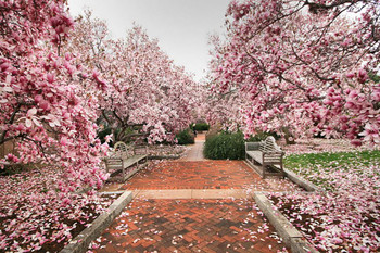 Castle Magnolias Smithsonian Garden Washington DC Photo Print Stretched Canvas Wall Art 24x16 inch
