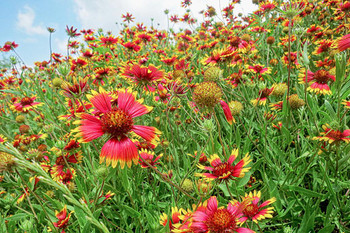 Field of Arizona Sun Blanket Flowers Photo Print Stretched Canvas Wall Art 24x16 inch