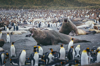 Fight Time Elephant Seals Surrounded by Penguins Photo Print Stretched Canvas Wall Art 24x16 inch