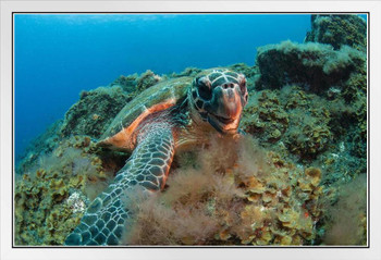 Hawksbill Sea Turtle Underwater Canary Islands Photo Photograph White Wood Framed Poster 20x14