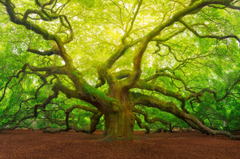 Angel Oak Tree Canopy Charleston South Carolina Photo Print Stretched Canvas Wall Art 24x16 inch