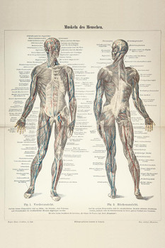 Human Muscles German 1896 Diagram Engraving Print Stretched Canvas Wall Art 16x24 inch