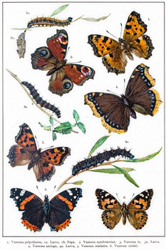 Vanessa Butterflies and Larva Illustration Butterfly Poster Vintage Poster Prints Butterflies in Flight Wall Decor Butterfly Illustrations Insect Art Stretched Canvas Art Wall Decor 16x24