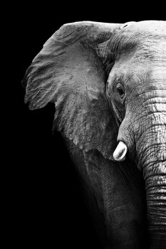 Black and White Elephant Partial Monochrome Art African Elephant Wall Art Elephant Posters For Wall Elephant Art Print Elephants Wall Decor Photo Elephant Tusk Stretched Canvas Art Wall Decor 16x24