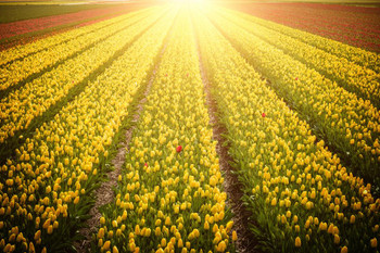 Springtime In The Netherlands Tulip Fields Flowers Growing Landscape Sunset Photo Stretched Canvas Wall Art 24x16x inch