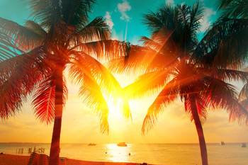 Dramatic Beach Sunset Tropical Palm Tree Beautiful Colorful Sky Background Travel Vacation Photo Cool Wall Art Print Poster 12x18