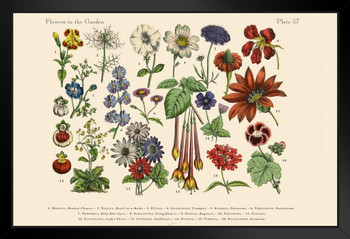 Exotic Flowers of the Garden Victorian Botanical Illustration Art Print Stand or Hang Wood Frame Display Poster Print 13x9