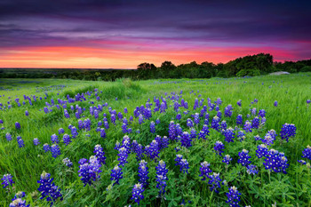 Sunset on Bluebonnet Field Sugar Ridge Road Photo Plant Room Decor Aesthetic Plant Art Prints Large Botanical Poster Nature Wall Art Decor Flower Field Prints Stretched Canvas Art Wall Decor 24x16