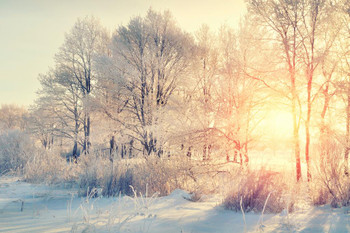 Wilderness Winter Snowy Forest Sunrise Landscape Photo Stretched Canvas Wall Art 24x16 inch