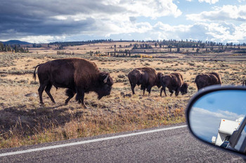 Foundry Select American Bison Roadside Yellowstone National Park Photo  Matted Framed Art Print Wall Decor 26x20 Inch Framed On Paper Print