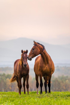 Horse Picture Mare Foal Family Rolling Hills Breed Running Girls  Room Rodeo Cowboy Western Stallion Farm Ranch Stretched Canvas Art Wall Decor 16x24