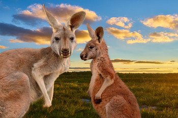Kangaroo Mother Baby Joey Faces Beautiful Sunset Australia Outback Animals Photo Cool Wall Art Print Poster 18x12