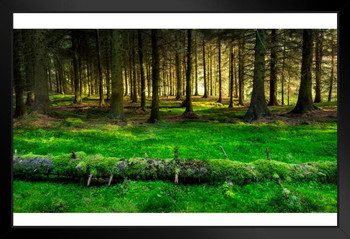 Mossy Forest Beside Snake Pass Derbyshire England Photo Art Print Stand or Hang Wood Frame Display Poster Print 13x9